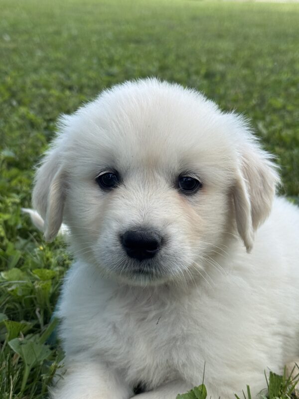 English Cream puppies for sale near Deep Creek Lake
