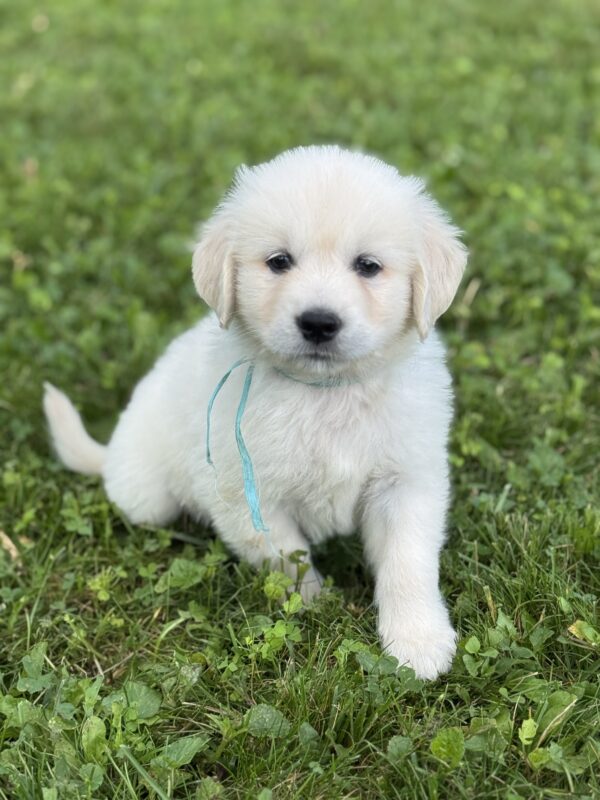 Golden Retrievers for sale in Garrett County