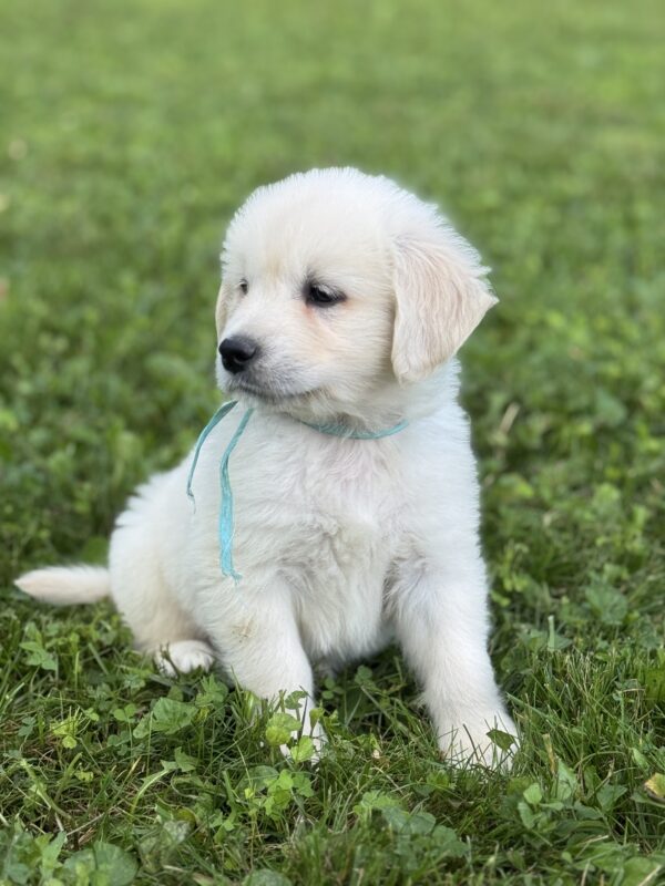 Retrievers for sale in MD