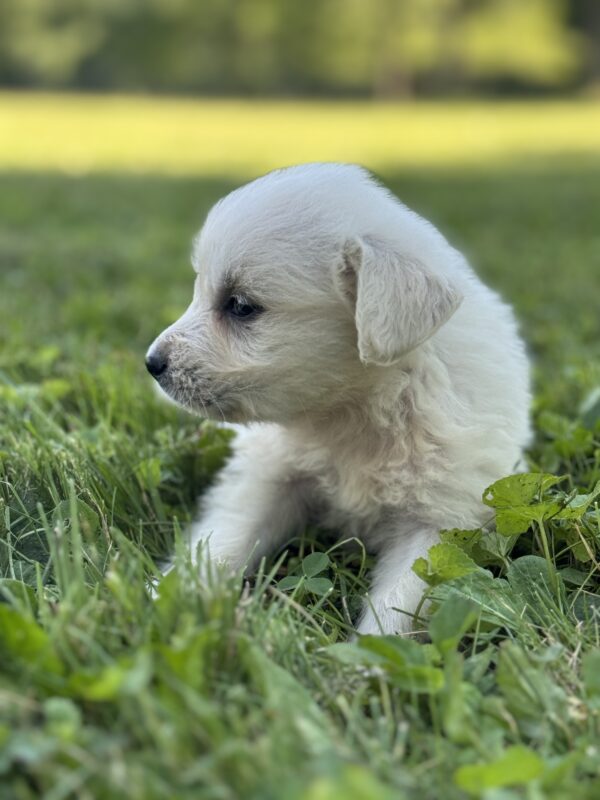 English Cream Puppiies for sale in Swanton