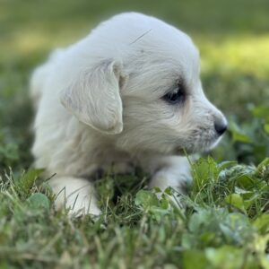 White puppies for sale near Keyser, Family raised puppies for sale near me