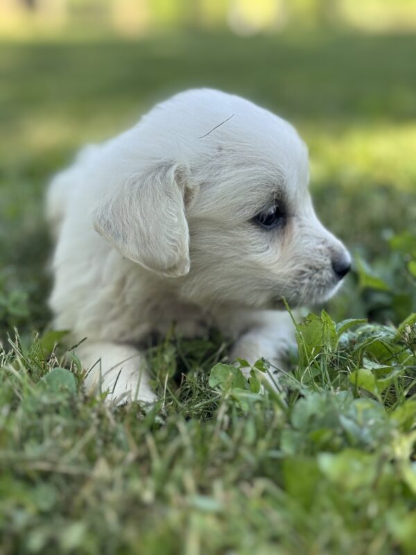 White puppies for sale near Keyser, Family raised puppies for sale near me