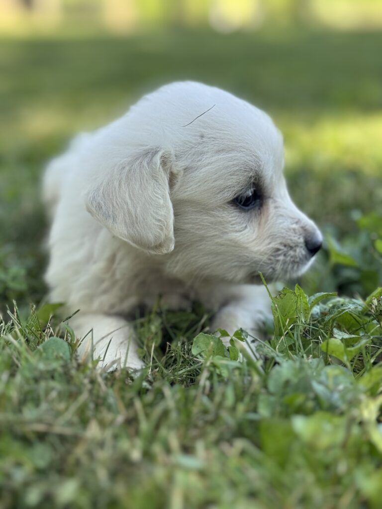 White puppies for sale near Keyser, Family raised puppies for sale near me