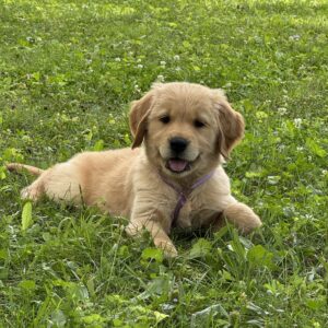 golden retrievers for sale, Puppies for sale near Pittsburgh