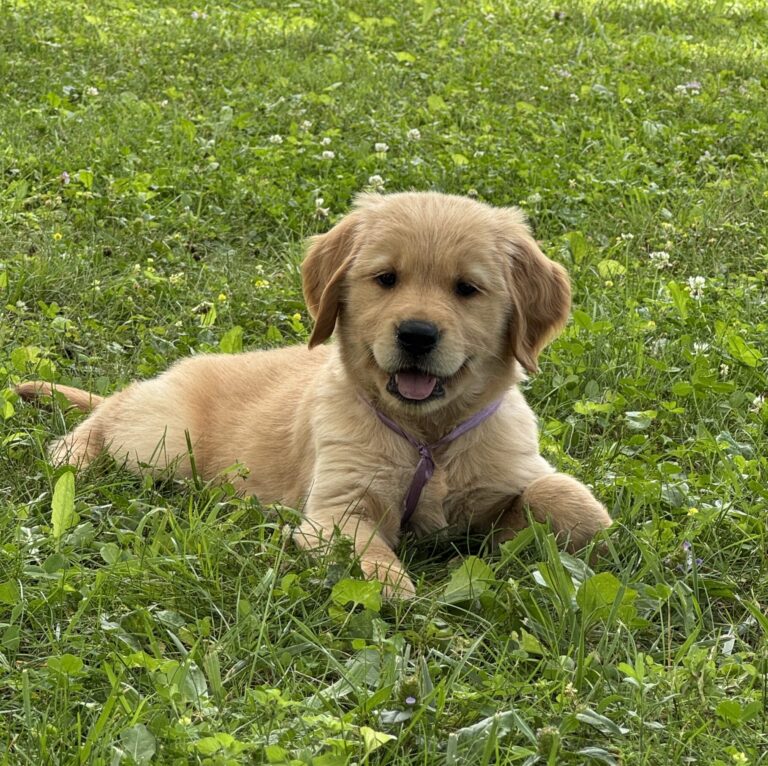 golden retrievers for sale, Puppies for sale near Pittsburgh