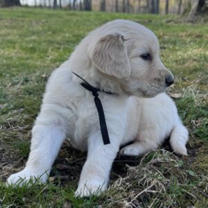 puppies for sale, Golden retriever puppies