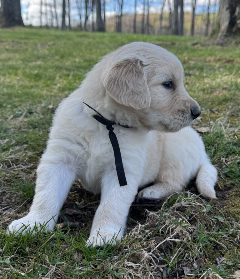 puppies for sale, Golden retriever puppies