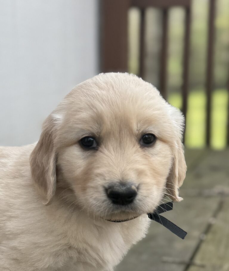 Timber & Tricia's Black Boy