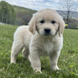 Puppies for sale near Deep Creek Lake. English Cream Puppies For Sale