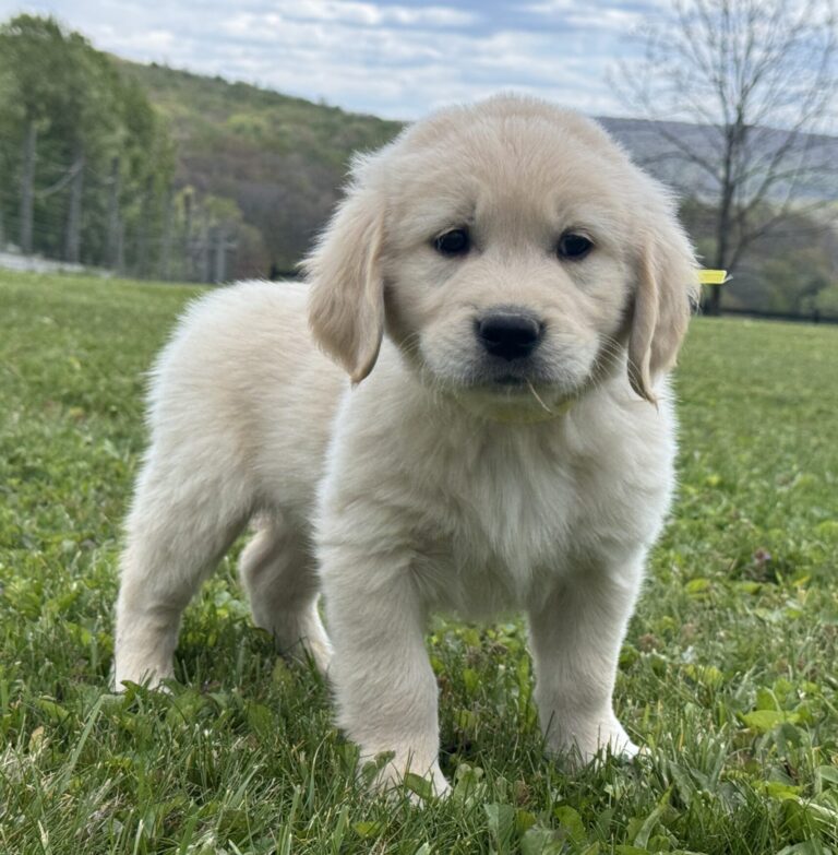 Puppies for sale near Deep Creek Lake. English Cream Puppies For Sale