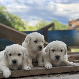 New Litter!! ~Timber & Vikki