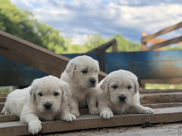 New Litter!! ~Timber & Vikki