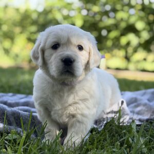 English Cream Puppies near Baltimore