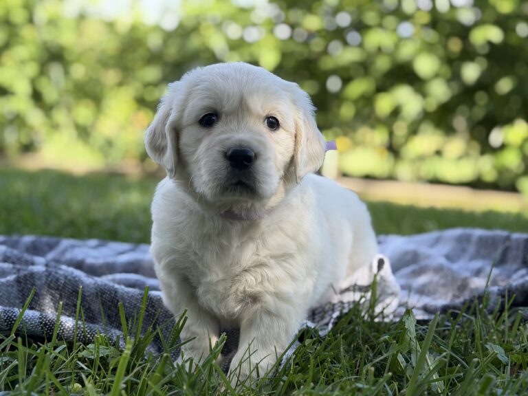 English Cream Puppies near Baltimore