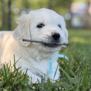 English Cream Puppies, Puppies near Deep Creek