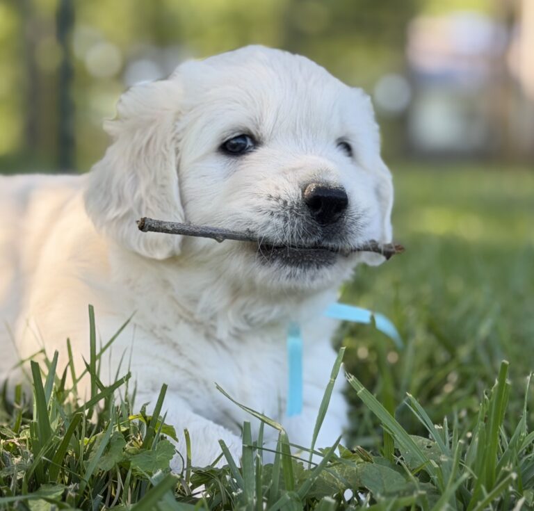 English Cream Puppies, Puppies near Deep Creek