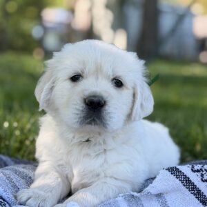 Puppies in MD, Puppies near Baltimore