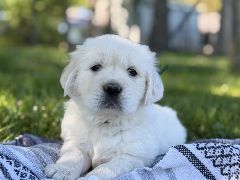 Puppies in MD, Puppies near Baltimore