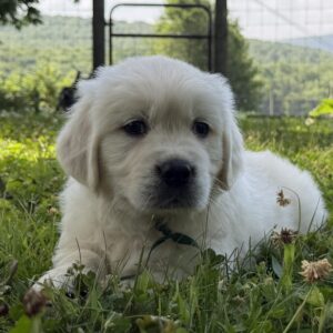 Golden retrieves for sale