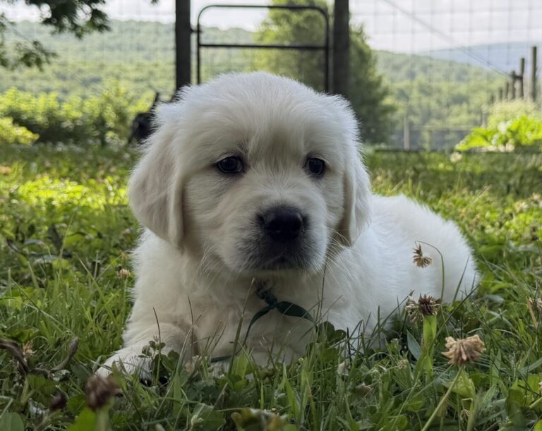 Golden retrieves for sale