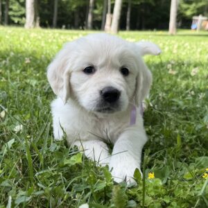 Puppies for sale near Baltimore