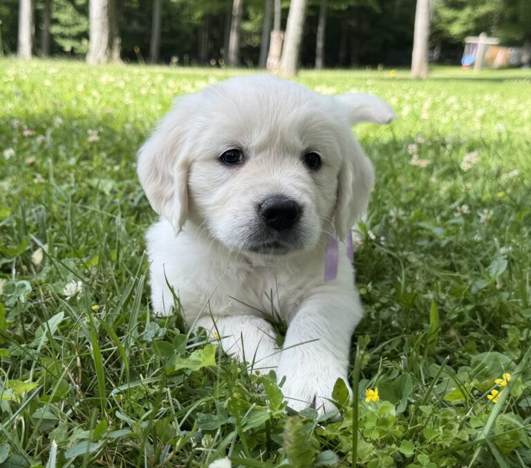Puppies for sale near Baltimore
