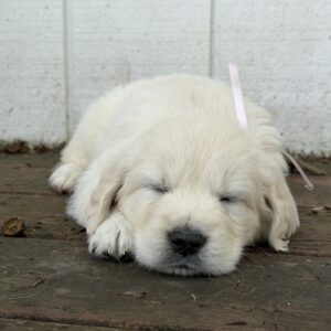 English Cream Puppies near Deep Creak Lake