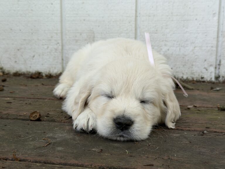 English Cream Puppies near Deep Creak Lake