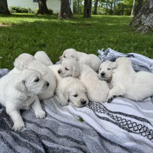 New Litter!! ~Timber & Abby