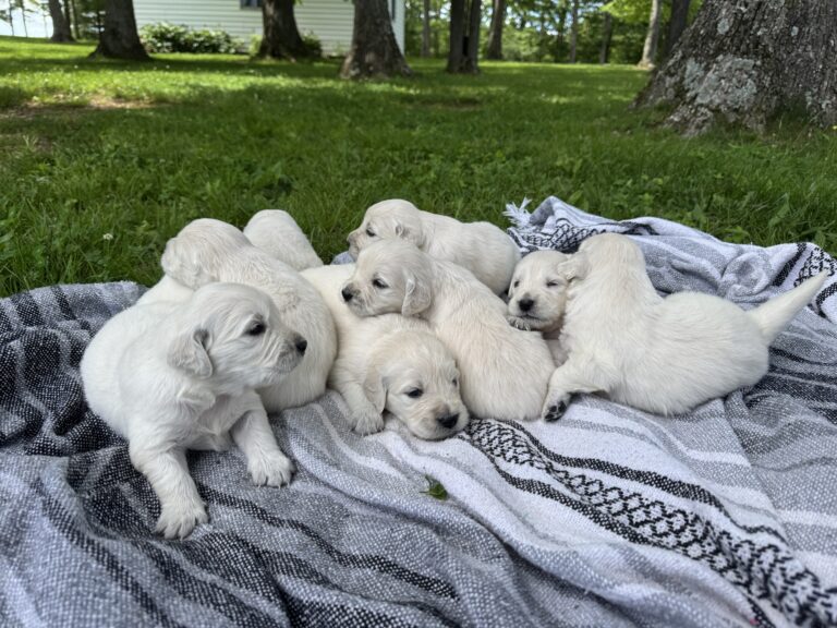 New Litter!! ~Timber & Abby