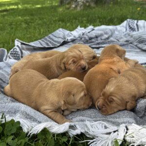 New Litter!! ~Teddy & Autumn
