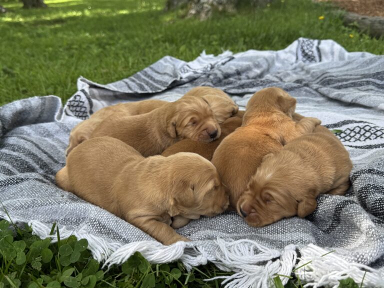 New Litter!! ~Teddy & Autumn