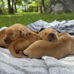 New Litter!! ~Teddy & Ember