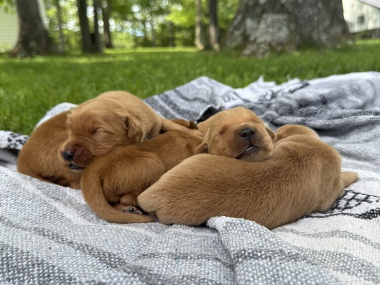 New Litter!! ~Teddy & Ember