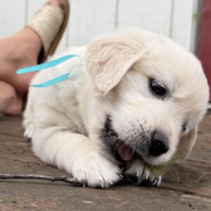 English Creams for sale near Morgantown