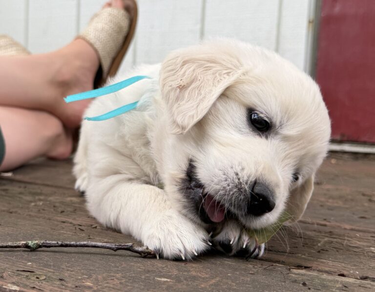 English Creams for sale near Morgantown