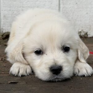 Puppies near Westernport