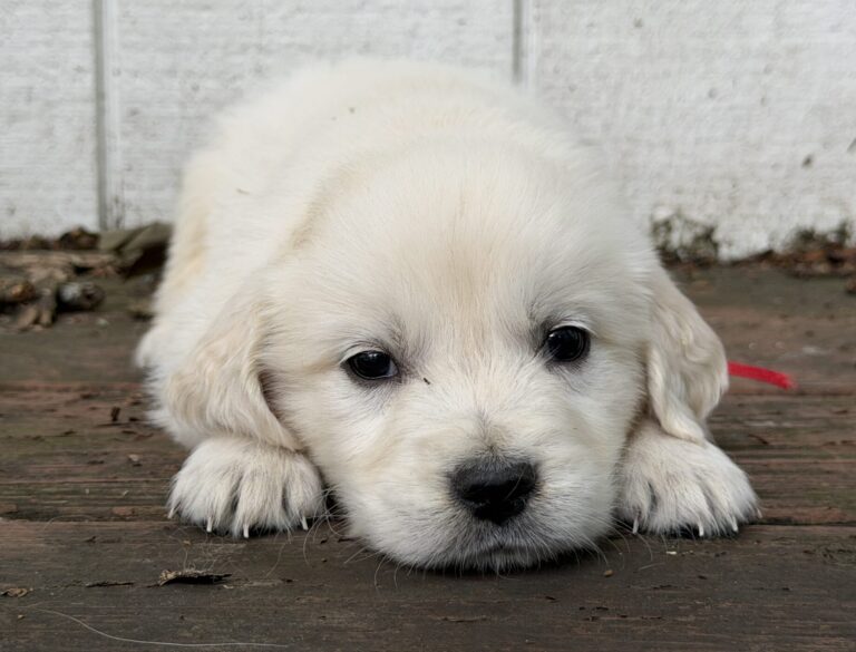 Puppies near Westernport