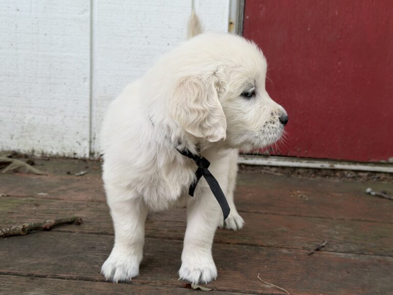 Puppies for sale near PA