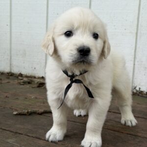 White goldens in Swanton