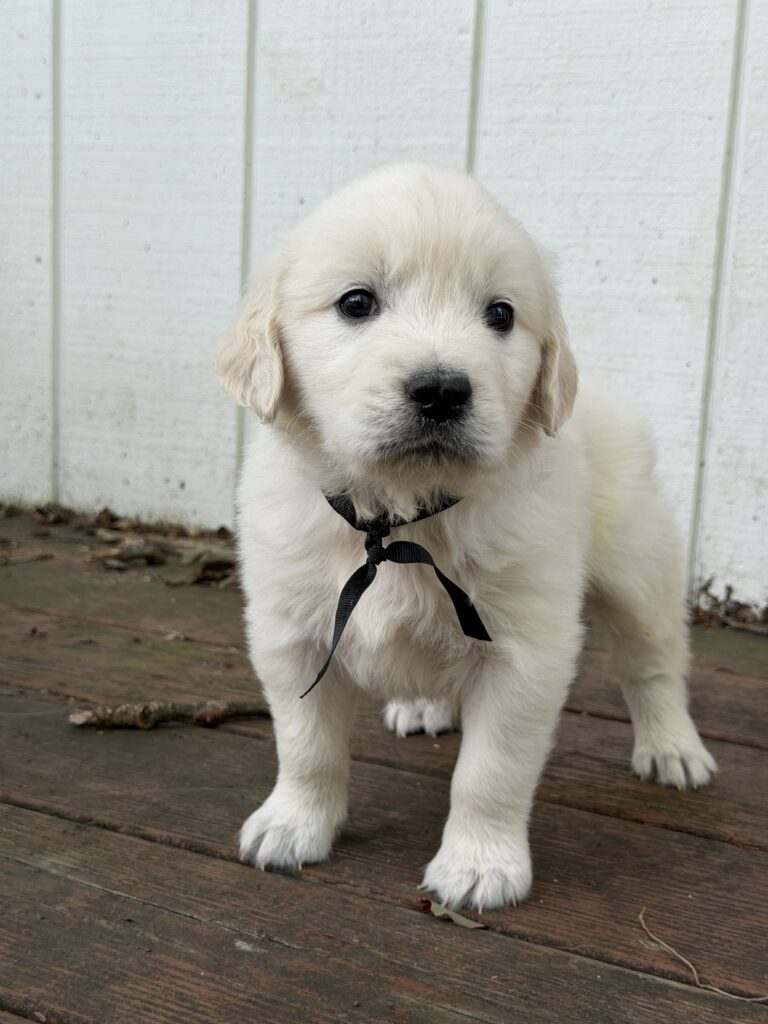 White goldens in Swanton