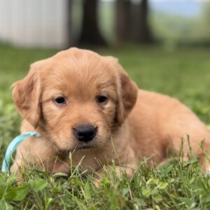 Golden Retrievers for sale