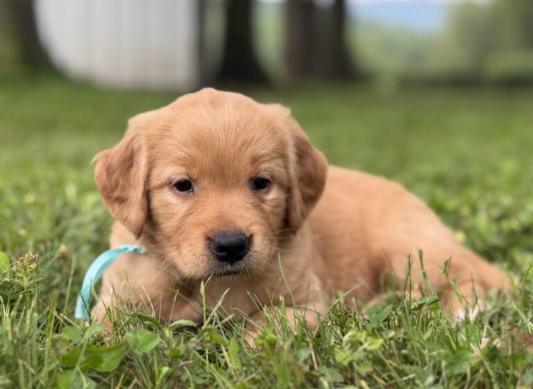 Golden Retrievers for sale