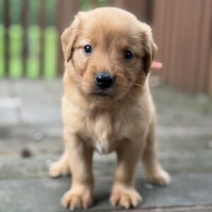 Puppies for sale
