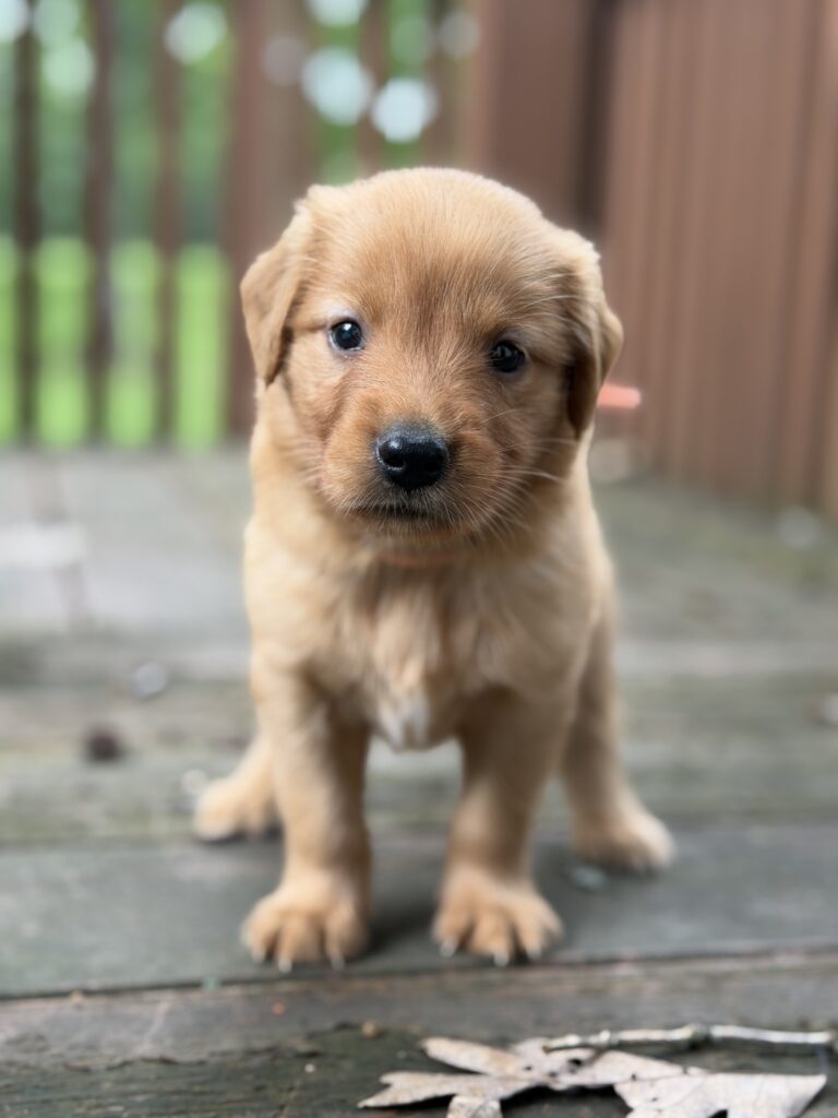Puppies for sale