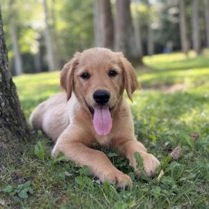 Teddy & Autumn's Orange Boy