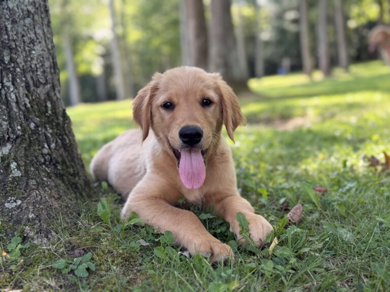 Teddy & Autumn's Orange Boy
