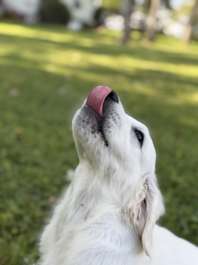 Timber & Abby's Red Boy